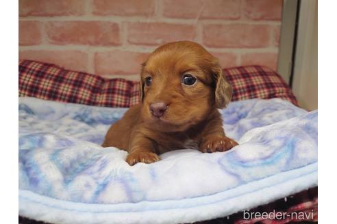 成約済の福岡県のチワックス:チワワ×ミニチュアダックスフンド-163429の4枚目