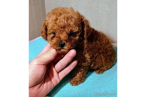 成約済の福岡県のトイプードル-165915の4枚目