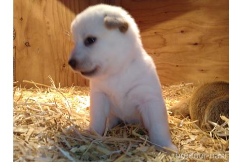 成約済の北海道の柴犬-164521の2枚目