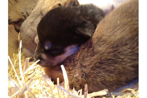 成約済の北海道の柴犬-164539の6枚目