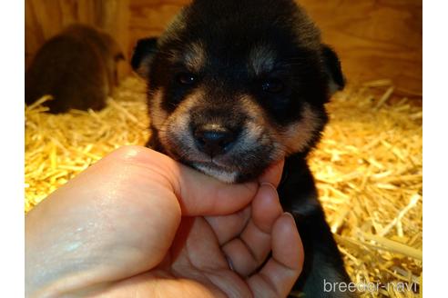 成約済の北海道の柴犬-164539の4枚目