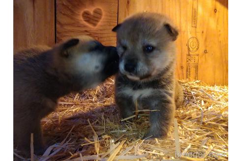 成約済の北海道の柴犬-164525の5枚目