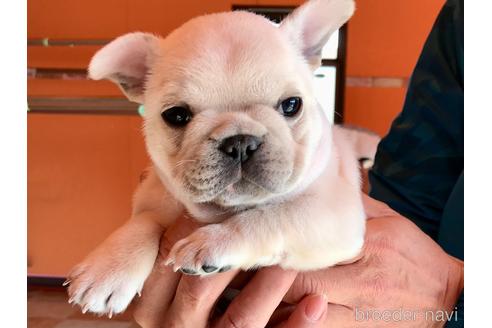 成約済の山口県のフレンチブルドッグ-165675の1枚目