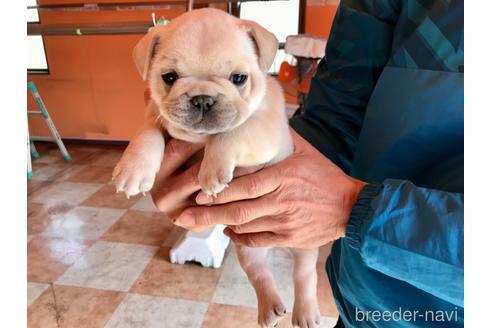 成約済の山口県のフレンチブルドッグ-165679の4枚目