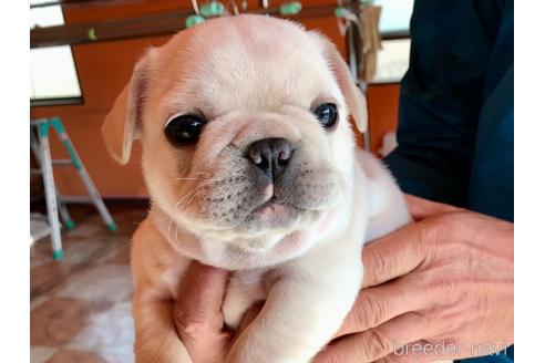 成約済の山口県のフレンチブルドッグ-165681の1枚目