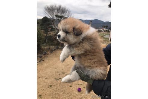 成約済の山梨県の秋田犬-165930の3枚目