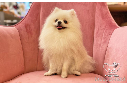 成約済の愛知県のポメラニアン-127795の4枚目