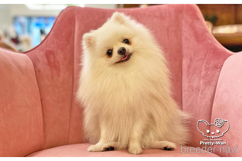 成約済の愛知県のポメラニアン-127795の1枚目