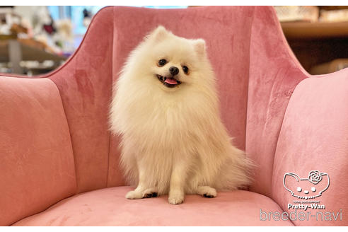 成約済の愛知県のポメラニアン-127795の2枚目