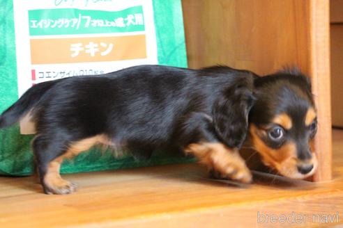 成約済の愛知県のカニンヘンダックスフンド(ロングヘアード)-160511の11枚目