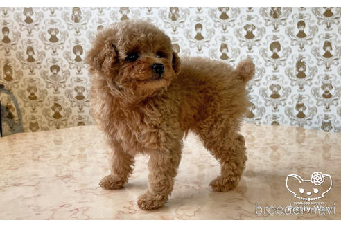 成約済の愛知県のタイニープードル-165945の4枚目