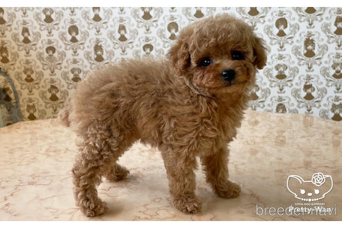 成約済の愛知県のタイニープードル-165945の3枚目