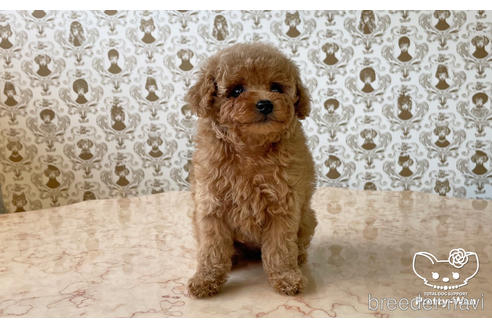 成約済の愛知県のタイニープードル-165945の5枚目