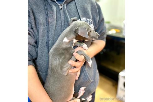 成約済の静岡県のイタリアングレーハウンド(イタグレ)-165946の4枚目