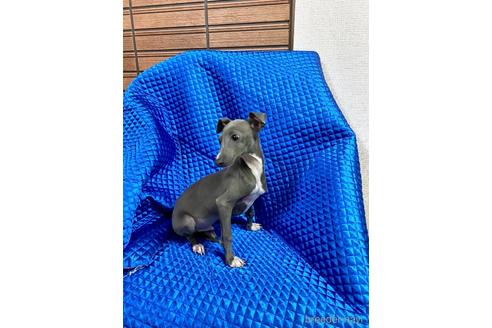 成約済の静岡県のイタリアングレーハウンド(イタグレ)-165946の2枚目