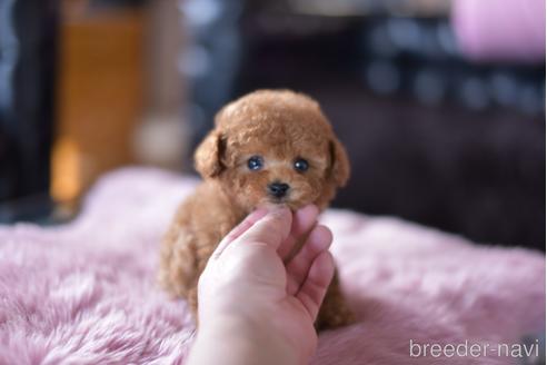 成約済の茨城県のタイニープードル-165971の1枚目