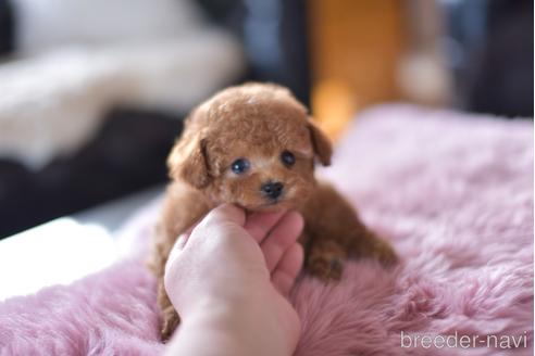 成約済の茨城県のタイニープードル-165971の6枚目