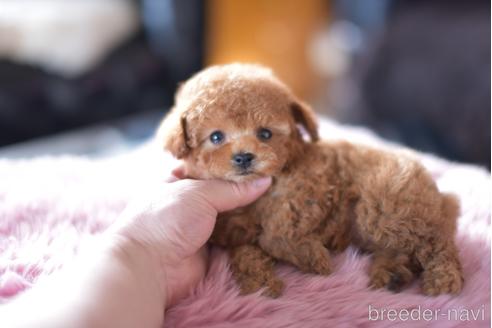 成約済の茨城県のタイニープードル-165971の5枚目