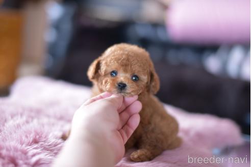 成約済の茨城県のタイニープードル-165971の4枚目