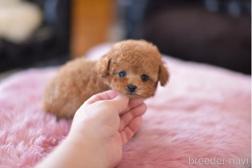 成約済の茨城県のタイニープードル-165971の3枚目