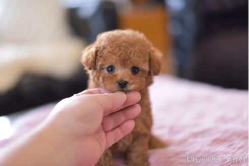 成約済の茨城県のタイニープードル-165971の2枚目
