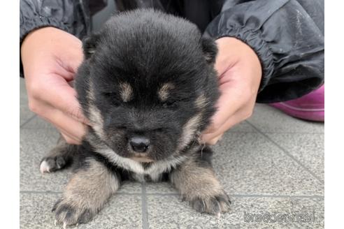 成約済の長崎県の柴犬-165981の3枚目