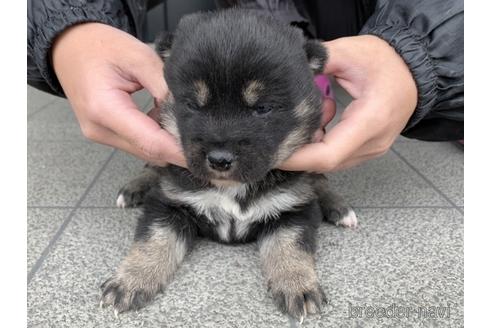 成約済の長崎県の柴犬-165981の1枚目