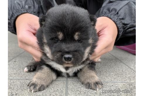 成約済の長崎県の柴犬-165981の2枚目