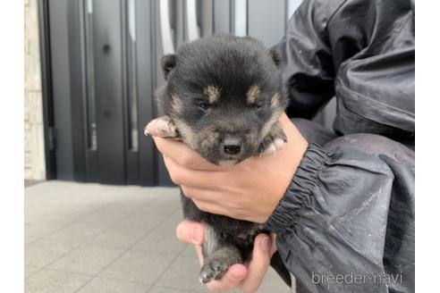 成約済の長崎県の柴犬-165982の5枚目
