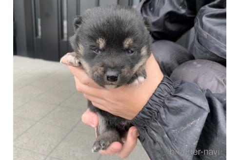 成約済の長崎県の柴犬-165982の2枚目
