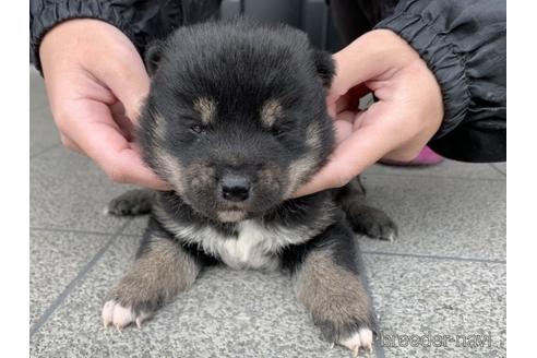 成約済の長崎県の柴犬-165982の1枚目