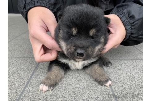 成約済の長崎県の柴犬-165982の3枚目