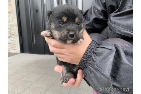 成約済の長崎県の柴犬-165982の4枚目