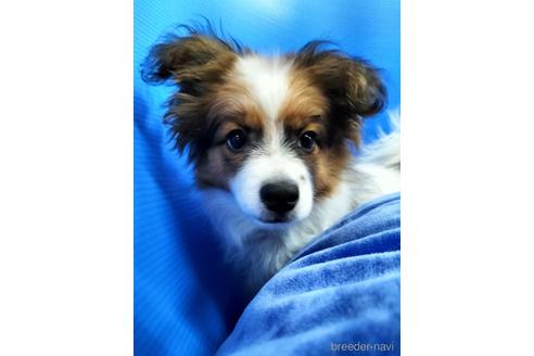 成約済の兵庫県のパピヨン-156968の13枚目