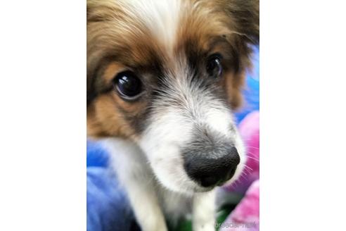 成約済の兵庫県のパピヨン-156968の17枚目