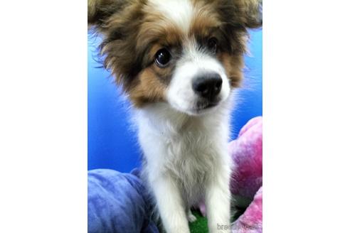 成約済の兵庫県のパピヨン-156968の16枚目