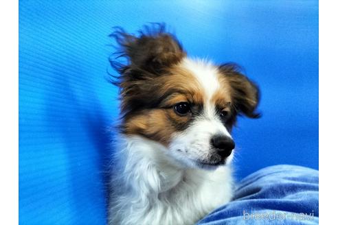 成約済の兵庫県のパピヨン-156968の15枚目