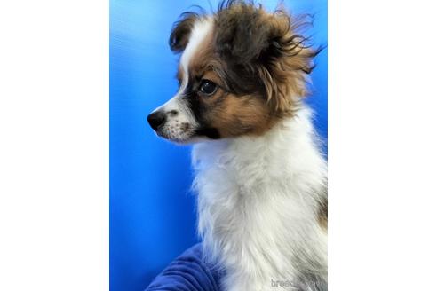 成約済の兵庫県のパピヨン-156968の14枚目