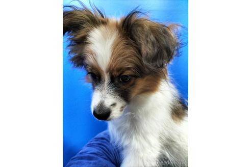 成約済の兵庫県のパピヨン-156968の12枚目