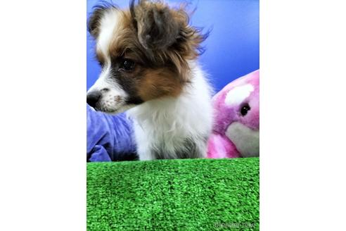 成約済の兵庫県のパピヨン-156968の11枚目