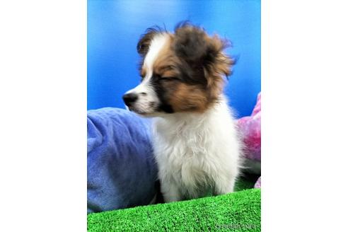 成約済の兵庫県のパピヨン-156968の10枚目