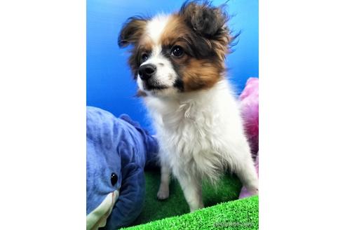 成約済の兵庫県のパピヨン-156968の2枚目