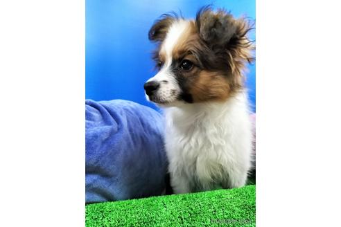 成約済の兵庫県のパピヨン-156968の9枚目