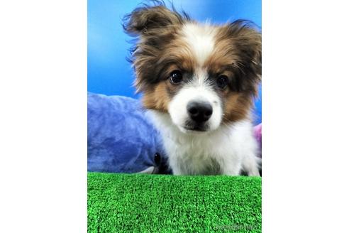 成約済の兵庫県のパピヨン-156968の1枚目