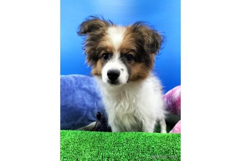 成約済の兵庫県のパピヨン-156968の8枚目