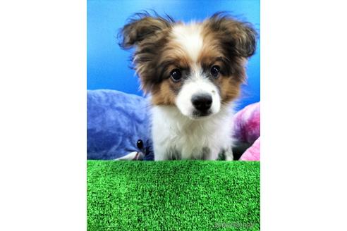 成約済の兵庫県のパピヨン-156968の7枚目