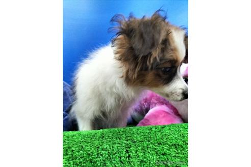 成約済の兵庫県のパピヨン-156968の6枚目