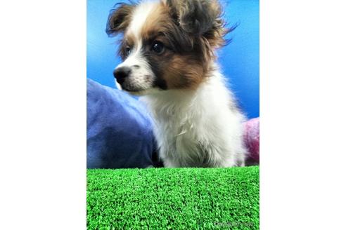 成約済の兵庫県のパピヨン-156968の5枚目