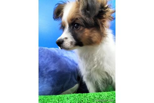 成約済の兵庫県のパピヨン-156968の4枚目