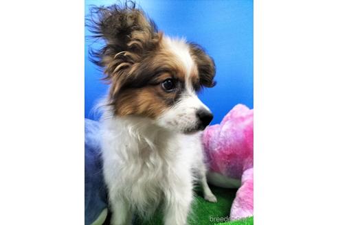 成約済の兵庫県のパピヨン-156968の3枚目